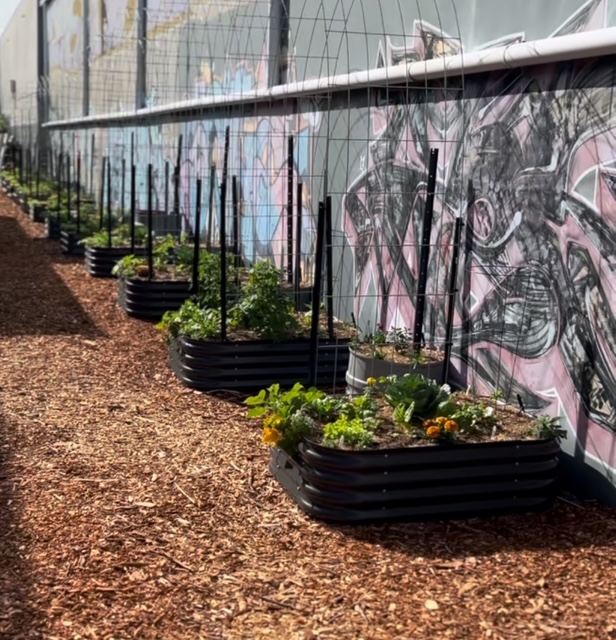 Row of metal raised garden beds along a graffiti mural wall