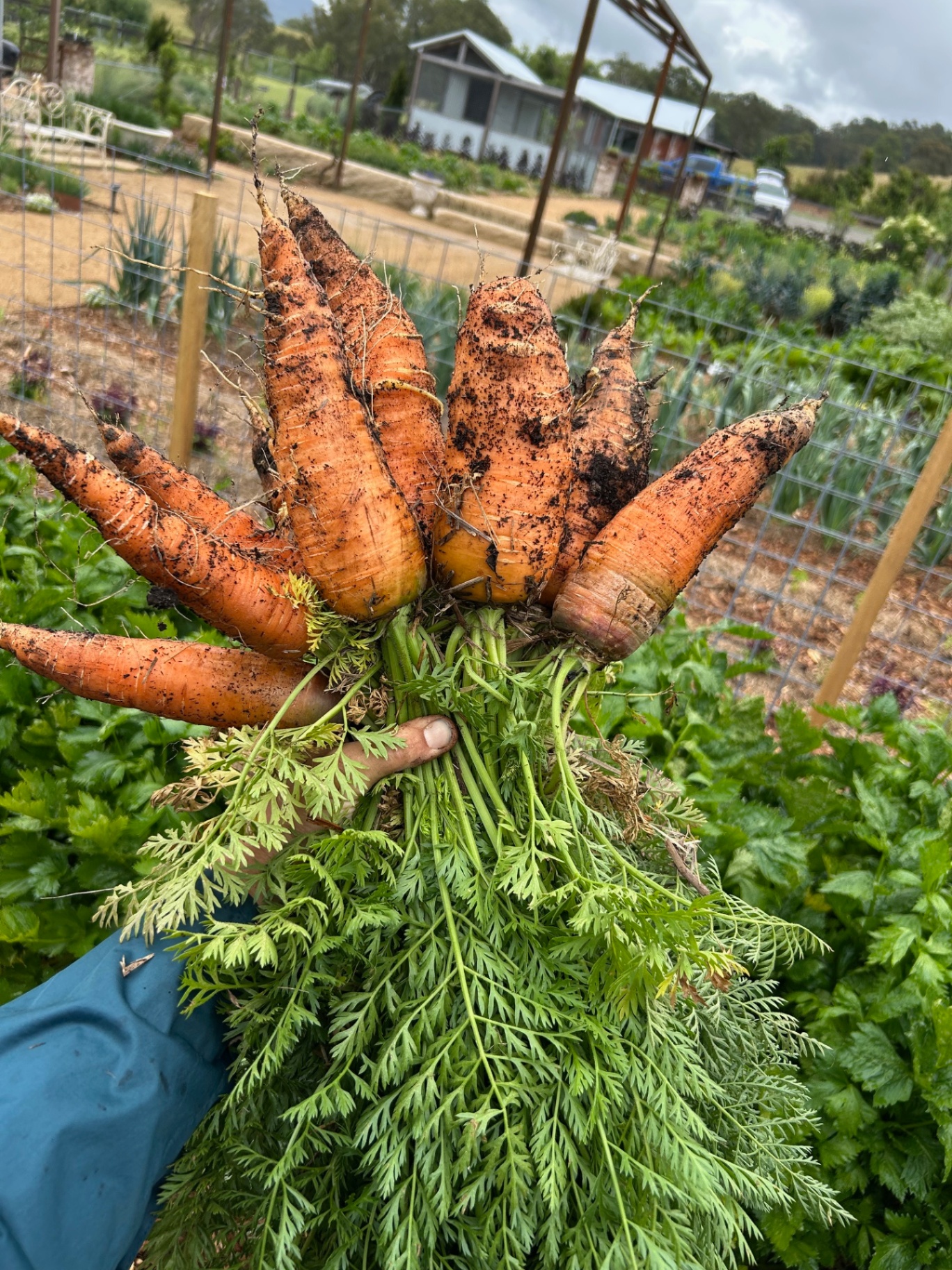 Freshly pulled bunch of muddy carrots with vibrant green tops