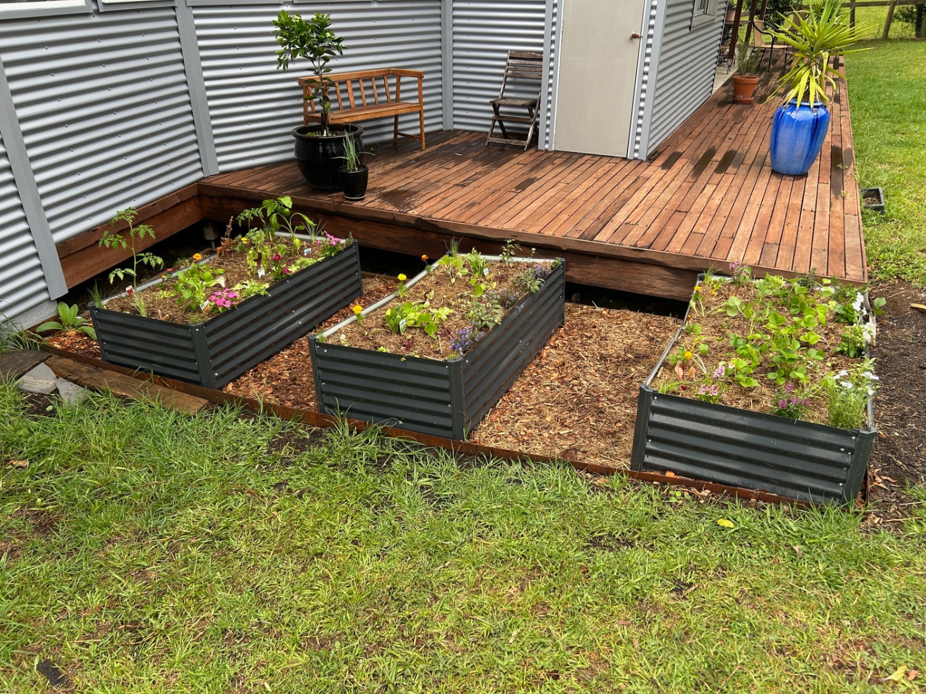 Three charcoal raised garden beds newly planted beside a timber deck