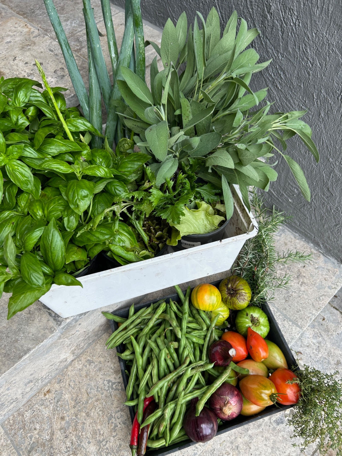 Garden harvest of basil, sage, spring onions, beans, tomatoes and onions on a stone step