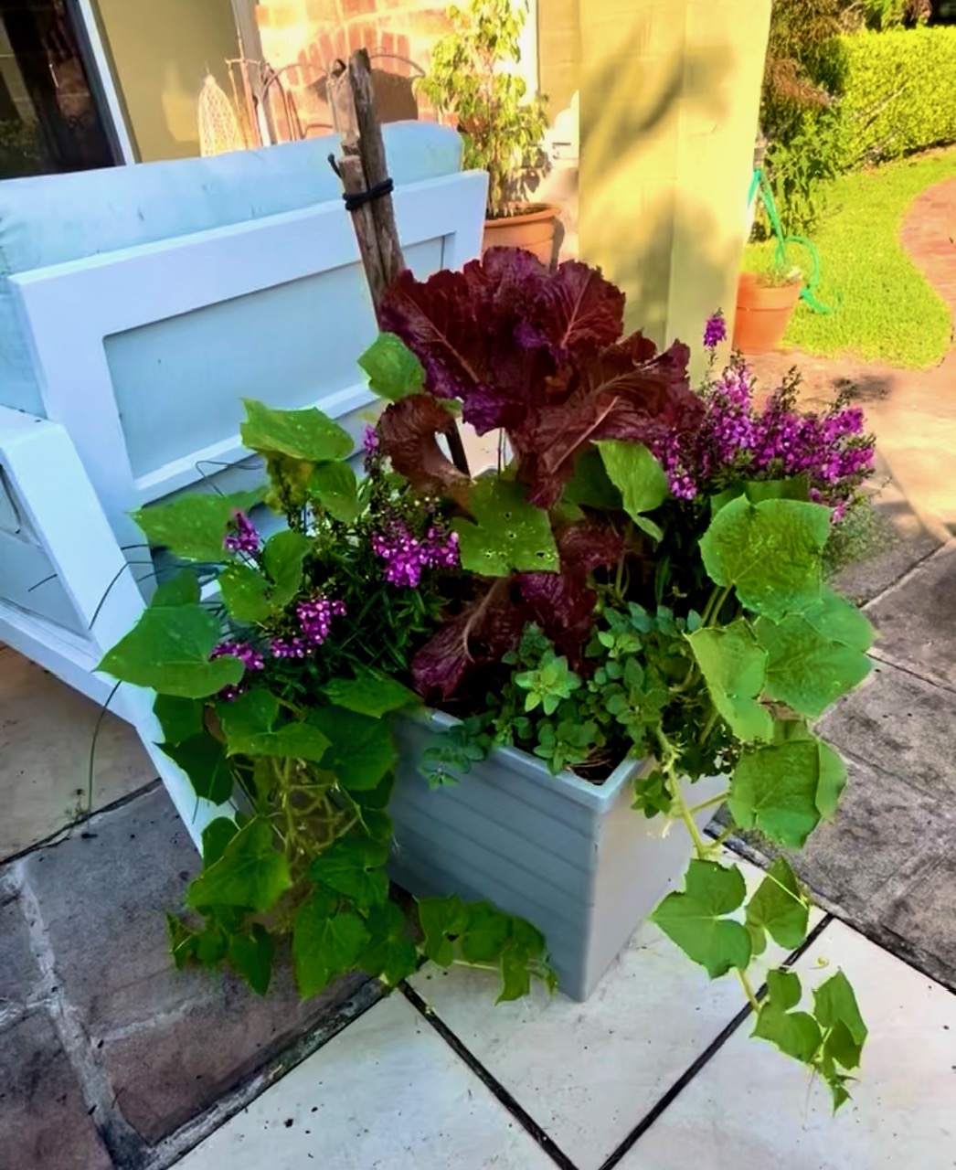 White planter box overflowing with leafy greens, trailing vines and pink flowers