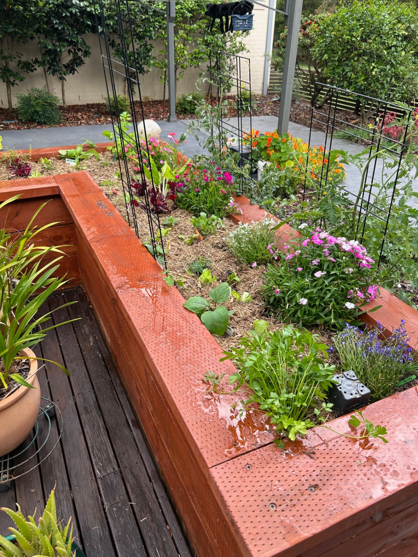 Terracotta raised garden bed with herbs, flowers and trellises on a deck