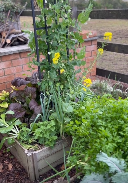 Timber raised bed with peas climbing a trellis, mustard greens and herbs