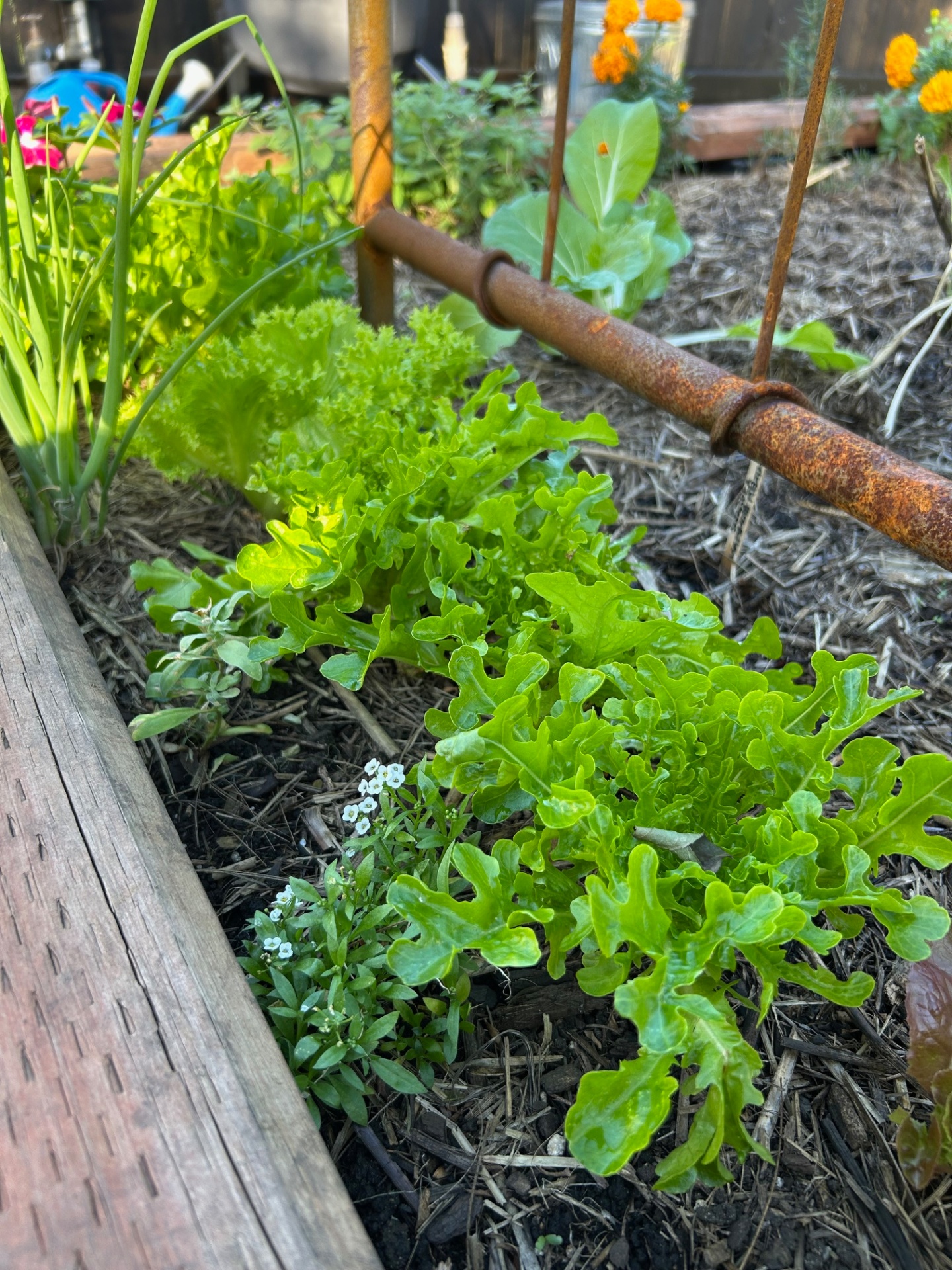Frilly green lettuces, spring onions and alyssum growing in a timber raised bed