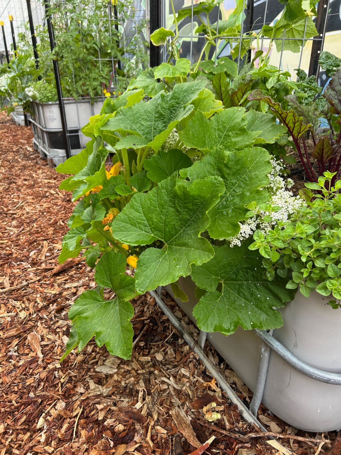 Lush zucchini plant spilling from a wicking bed beside herbs and trellised vegetables