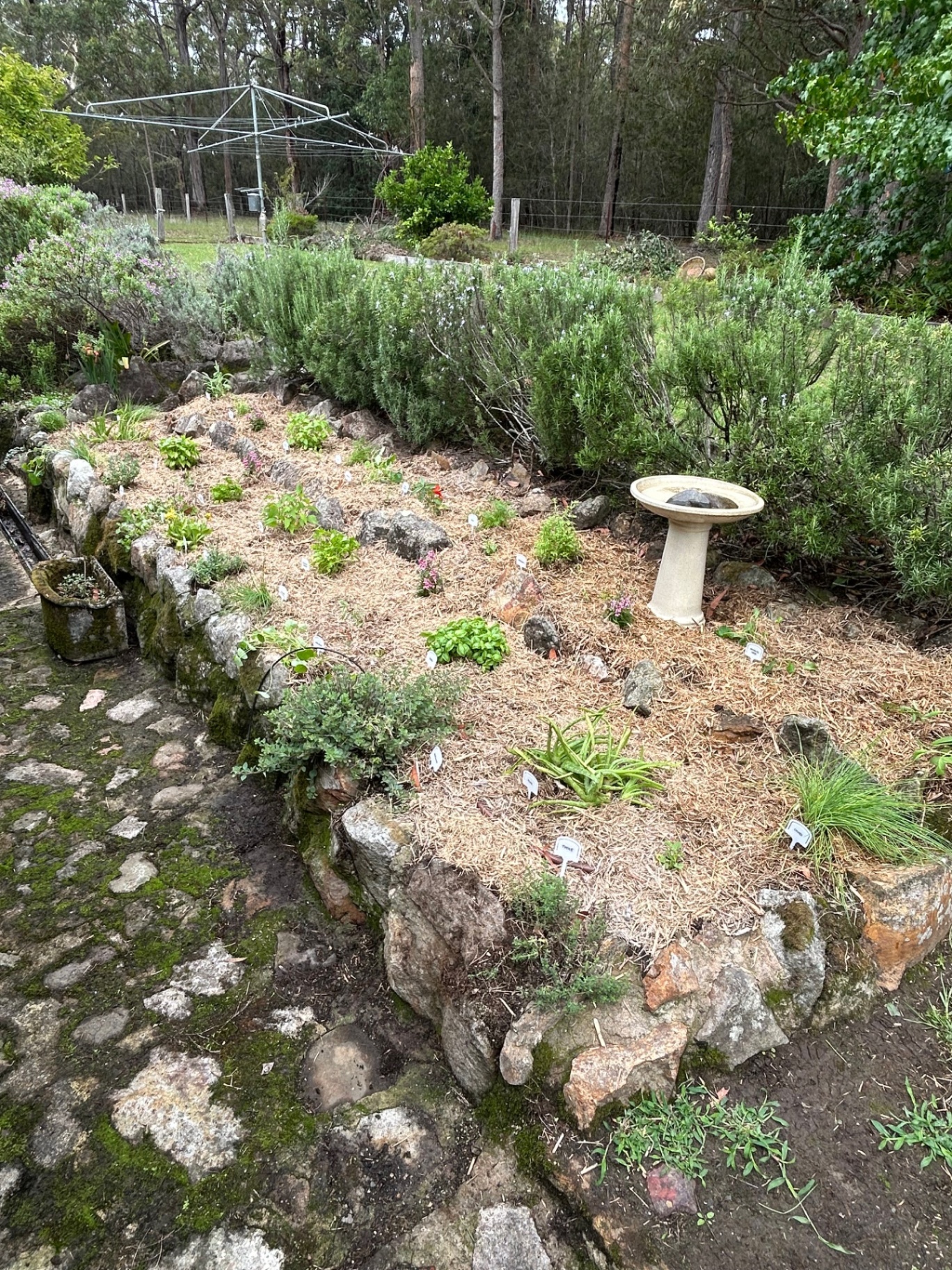 Rock-edged herb terrace with young plantings, straw mulch and a birdbath