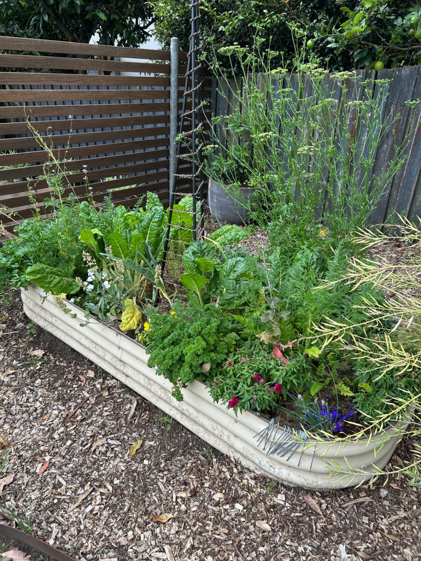 Cream corrugated raised bed filled with silverbeet, parsley, dill and flowering edibles