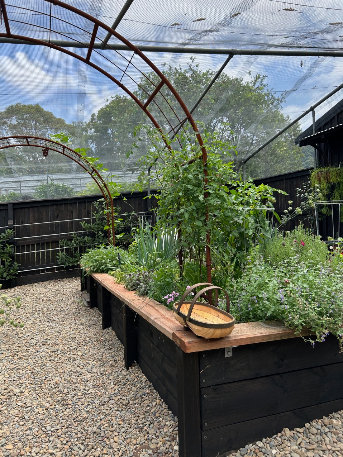 Protected kitchen garden with black raised beds, gravel paths and rust-coloured arches