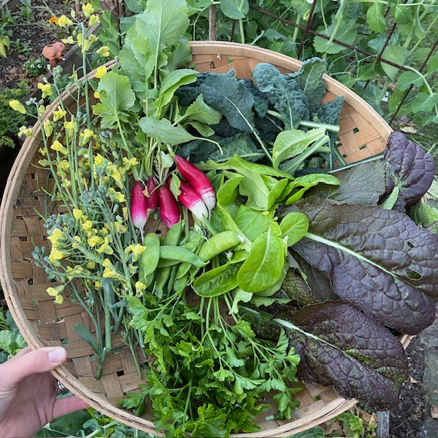 Woven basket overflowing with freshly harvested radishes, lettuce, kale and herbs