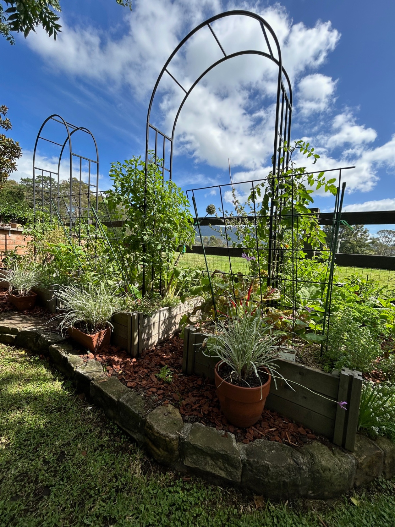 Timber raised beds with tall metal arch trellises and tomatoes under a blue sky
