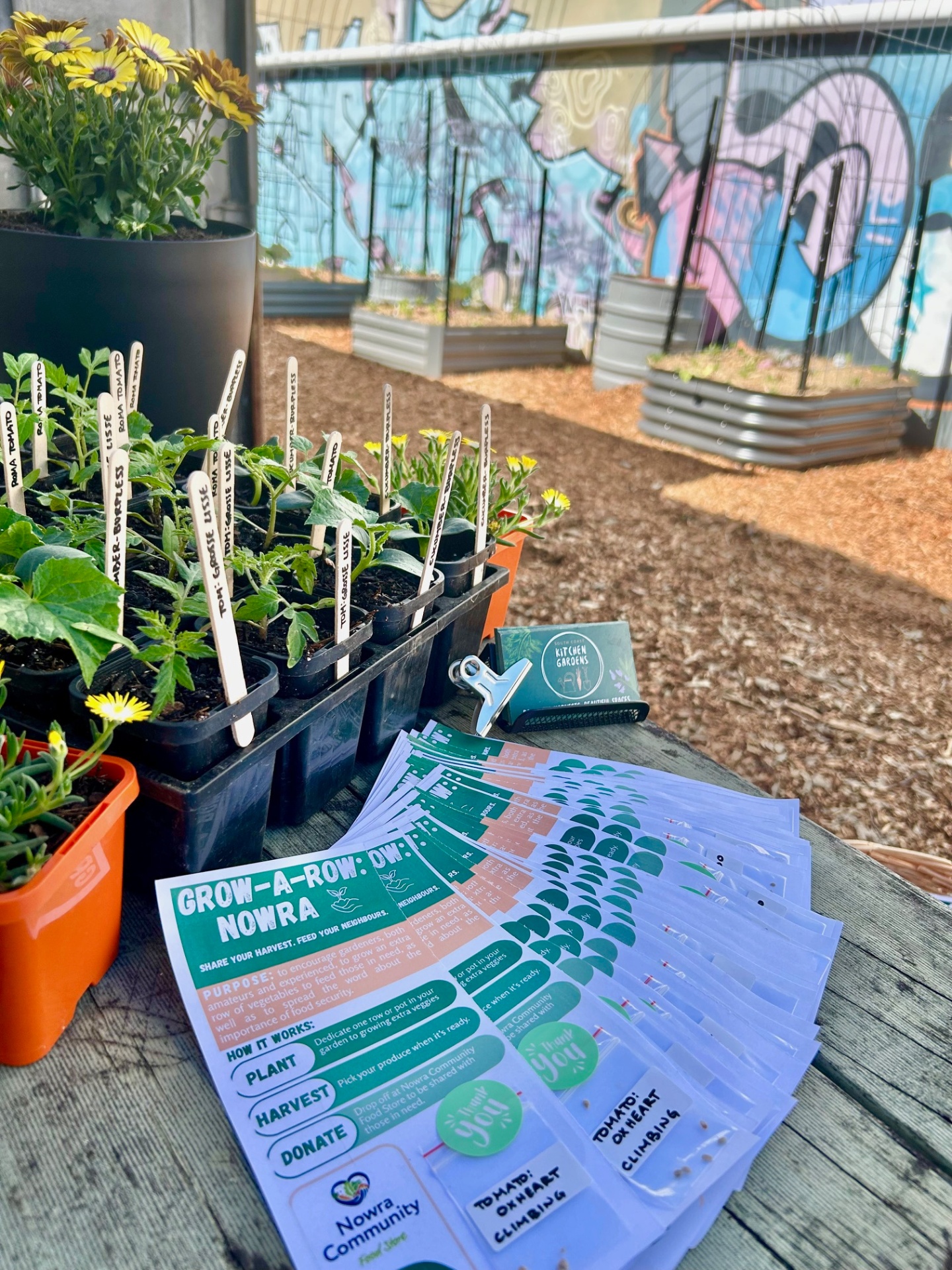 Seedlings and Grow-A-Row information cards set out in front of raised community beds