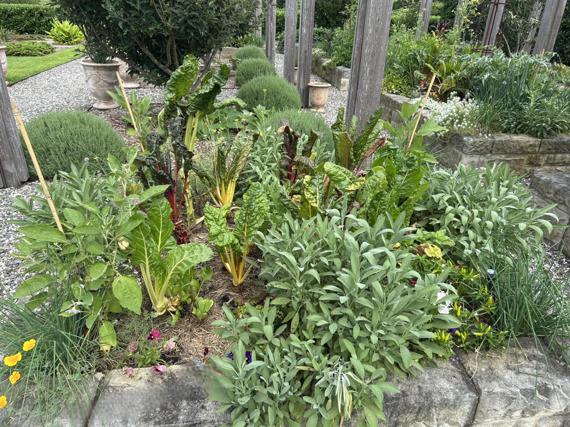 Edible garden bed with rainbow chard, sage and herbs beside a stone path