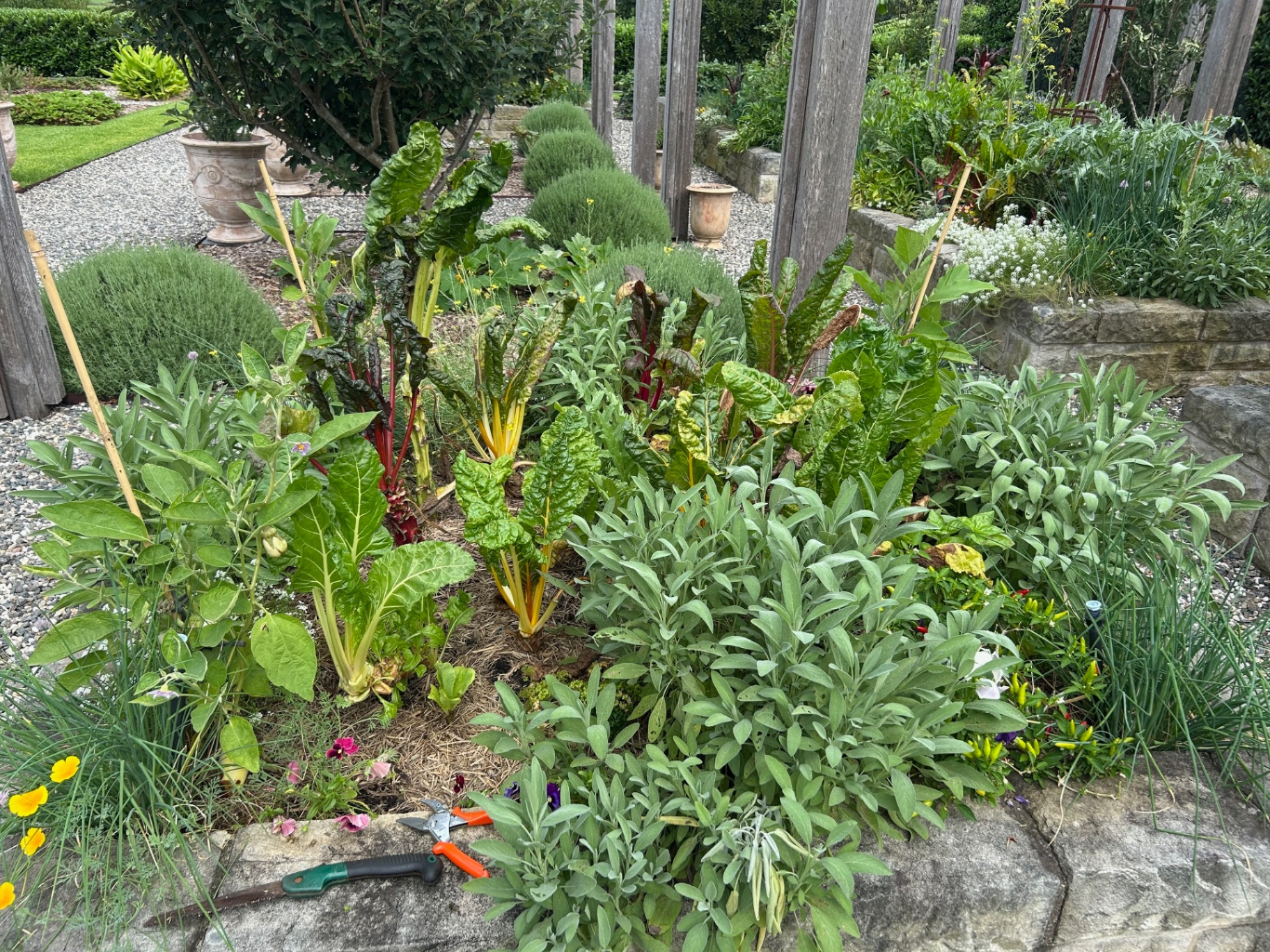 Rainbow chard, sage and herbs growing in a stone-edged kitchen garden bed
