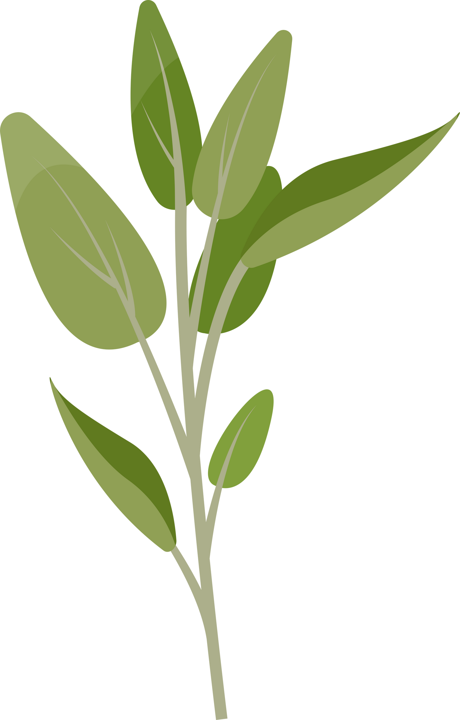 Fresh green Sage sprig. Sage herb leaves, bunch of organic aromatic spices.